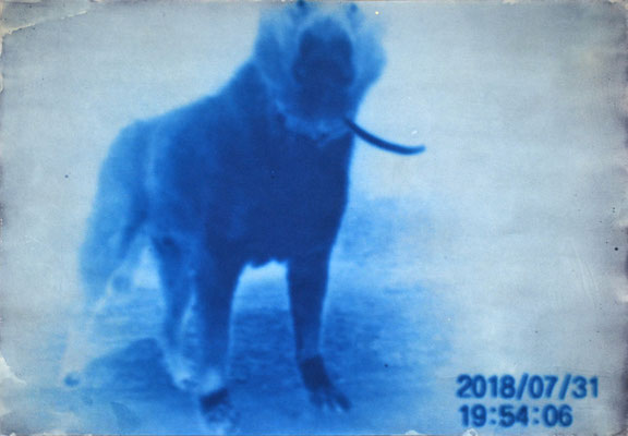 「In the garden night 2018/07/31 19:54:06」cyanotype print 545x785mm