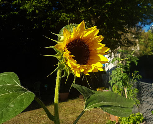Ma Garden 202