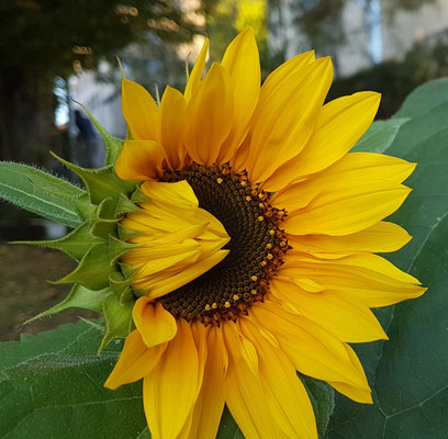 My Garden 2020