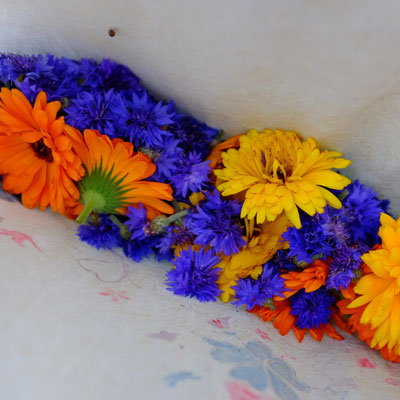 Calendula et bleuet