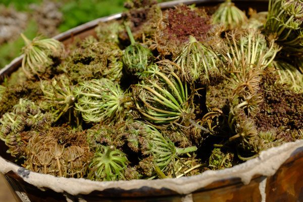 Ombelles de carotte sauvage prêtes à être distillées