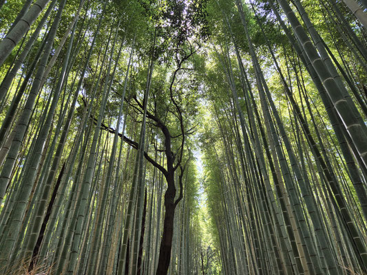 📍Arashiyama Bamboo Forest