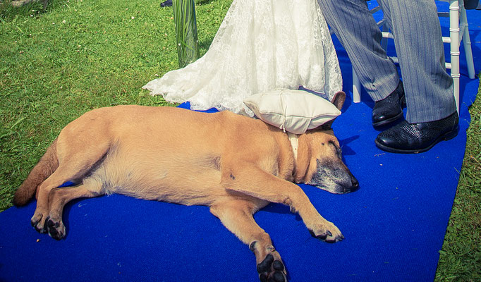 Hund bei freier Trauung – Foto von Edward Park