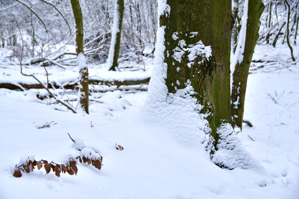 Schneebedeckt I