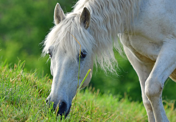 Camarguepferd II