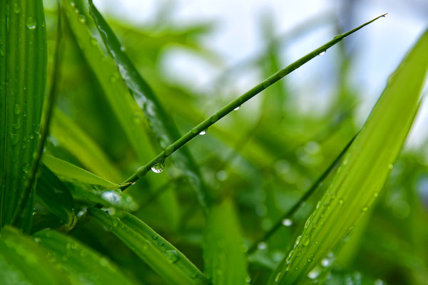 Sommerregen im Bambus