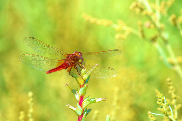 Libelle