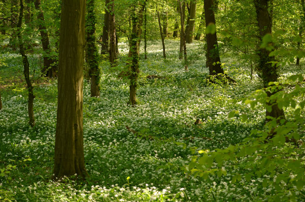 Bärlauchwald