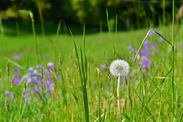 In der Frühlingswiese II