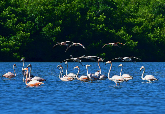 Flamingos II