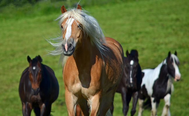 Herdenleben I