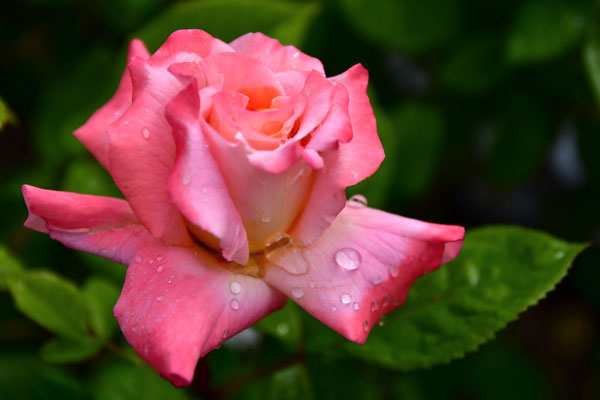 Rose im Sommerregen 