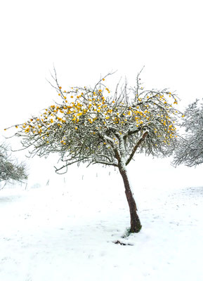 Schneeapfelbäumchen