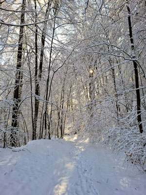 Winterzauberwald