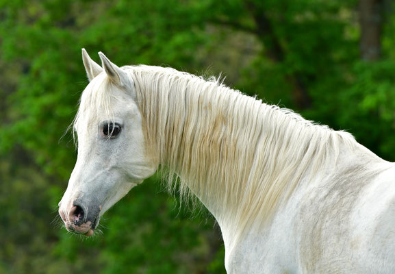 Araber II