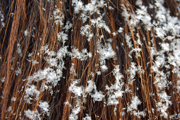 Schneemähne
