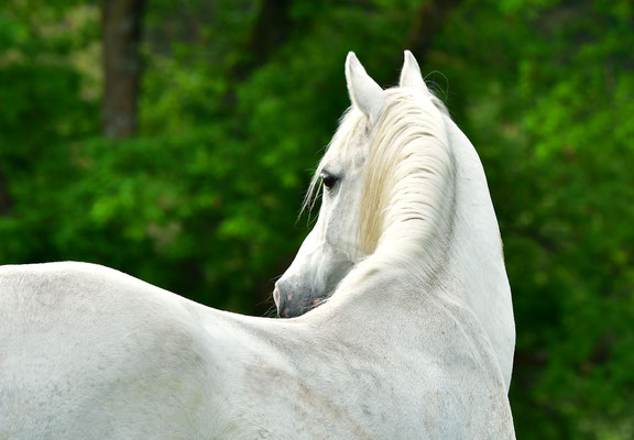 Araber I