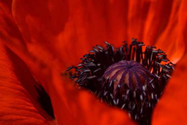 Mohn I