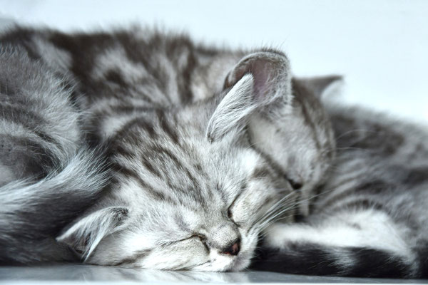 Kuschelzeit