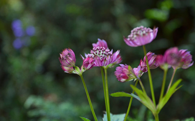 Bergwiesenblumen