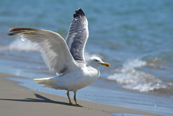 Möwe II