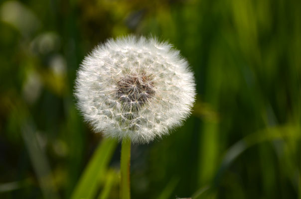 Pusteblume III