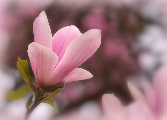 Magnolia II