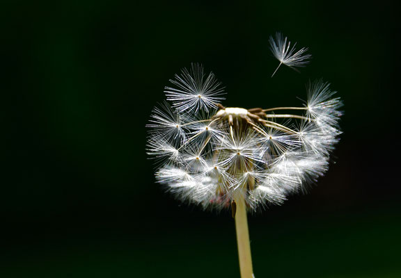 Im Frühlingswind