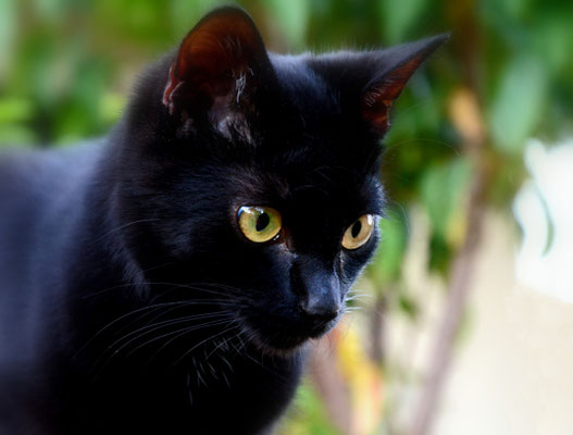 Katzenblick