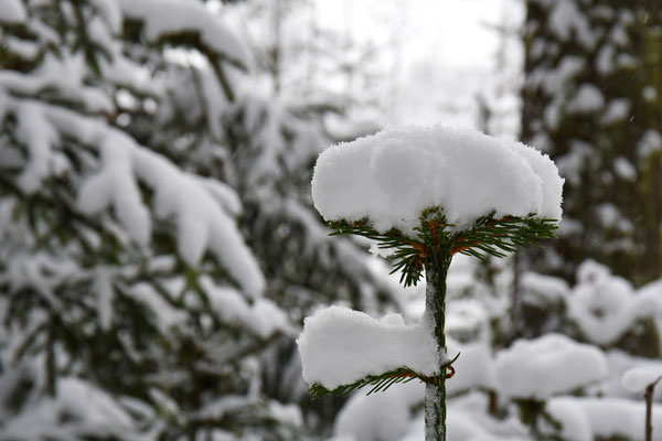 Schneemütze