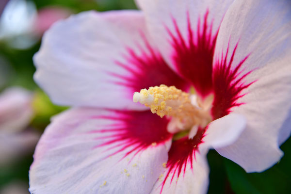 Hibiskus III