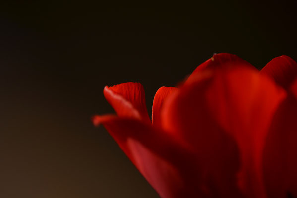 Tulpe