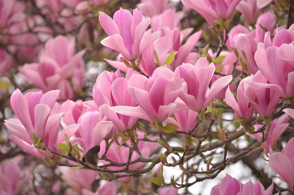 Magnolia I