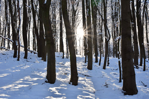 Wintersonne I