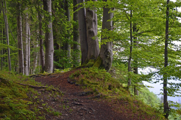 Waldweg