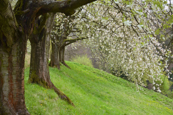 Kirschblüte II