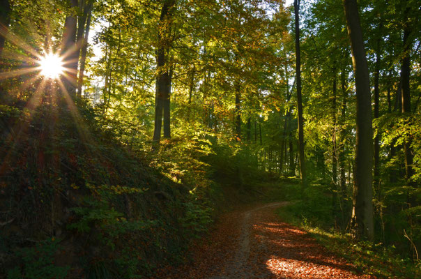 Herbstspaziergang II