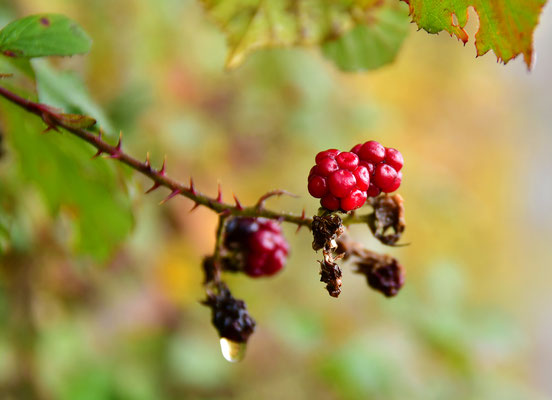 Letzte Himbeeren