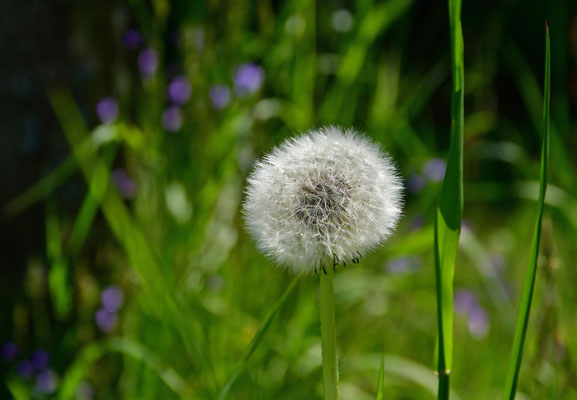 Dandelion II