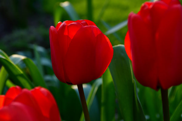 Rote Tulpen III