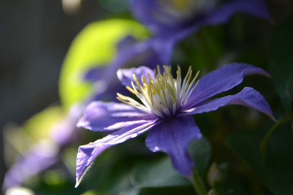 Clematis I