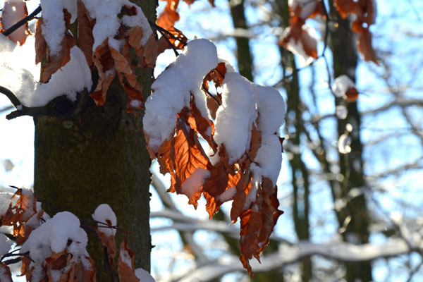 Schneeblätter I