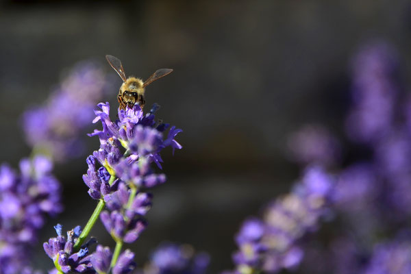 Bienchen II