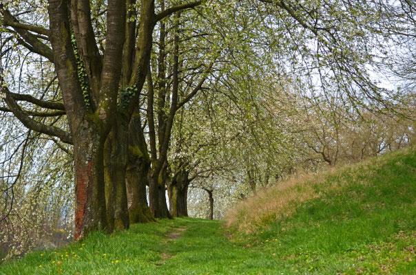 Frühling erwacht