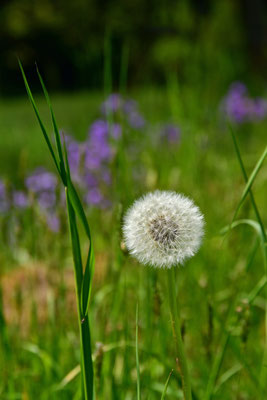 Dandelion I