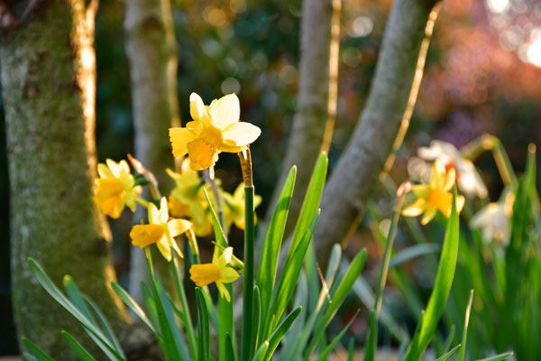 Frühlingsewachen