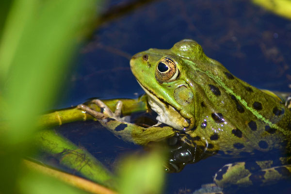 Frosch