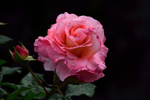 Meine Lieblings-Rose
