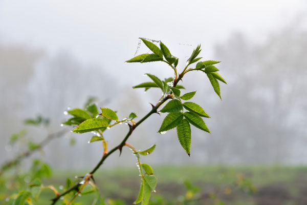 Erster Frost I