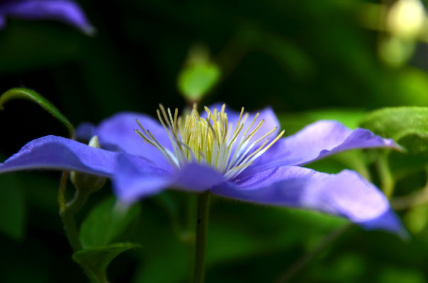 Clematis II